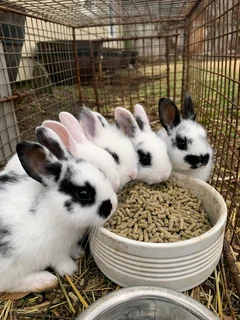 Cute Bunnies For Sale