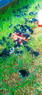 Black Australorps Fertile Eggs For Sale