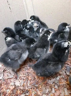 Black Australorps Fertile Eggs For Sale