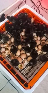 Black Australorps Fertile Eggs For Sale