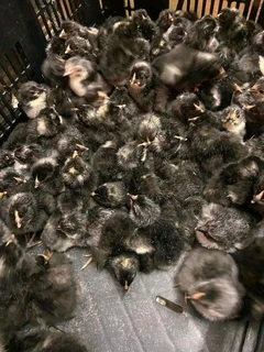 Black Australorps Fertile Eggs For Sale