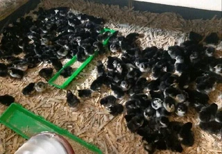Black Australorps Fertile Eggs For Sale