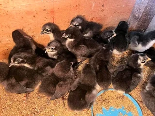 Black Australorps Fertile Eggs For Sale