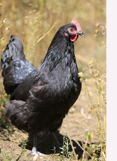 Black Chickens For Sale
