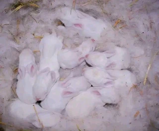 Beautiful Baby Bunnies For Sale