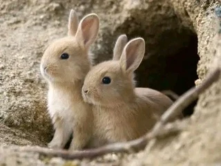 Beautiful Baby Bunnies For Sale