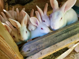 Gorgeous Baby Bunnies For Sale