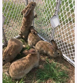Gorgeous Baby Bunnies For Sale