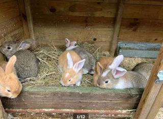 Gorgeous Baby Bunnies For Sale