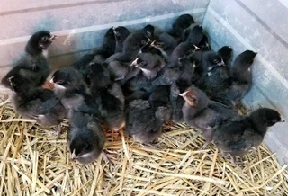 Meat Rabbits, Pet&#39;s, Breeding Stock available