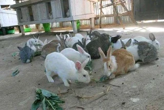 Gorgeous Baby Bunnies For Sale