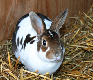 Gorgeous Baby Bunnies For Sale