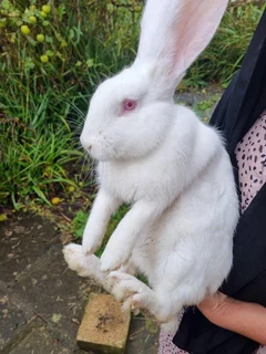 NZW BREEDING STOCK AVAILABLE