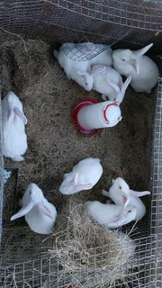 Top Quality Rabbits For Sale