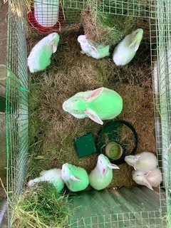 Top Quality Rabbits For Sale
