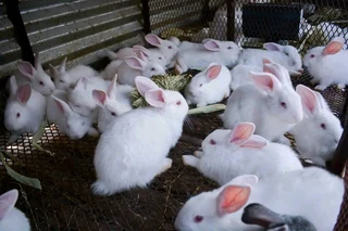 Top Quality Rabbits For Sale