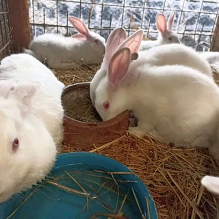 Rabbits For Sale