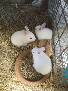 Rabbits For Sale