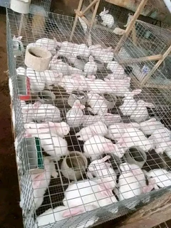 Rabbits For Sale