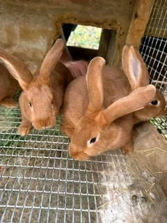 Top Quality Baby Bunnies For Sale