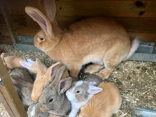 Top Quality Baby Bunnies For Sale