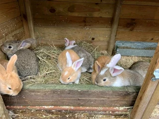 Top Quality Baby Bunnies For Sale