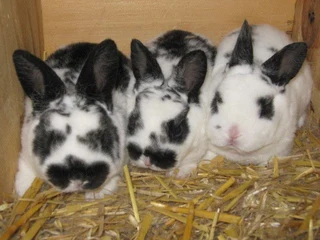 Top Quality Baby Bunnies For Sale