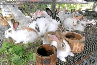 Top Quality Baby Bunnies For Sale