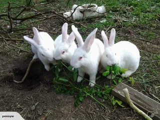 Newzealand White Rabbits For Sale