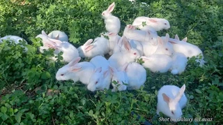 Meat Rabbits For Sale