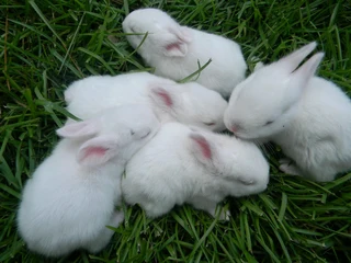 Rabbits For Sale