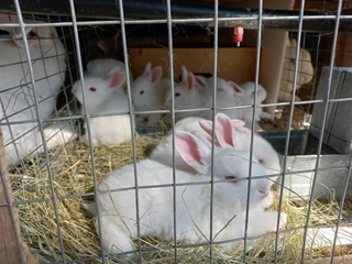 Meat Rabbits For Sale