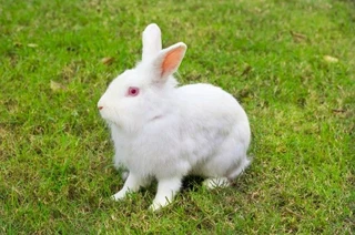 Pure Rabbits For Sale