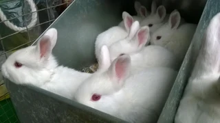 Pure Rabbits For Sale