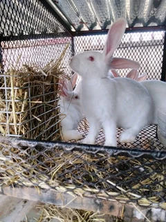 Pure Rabbits For Sale