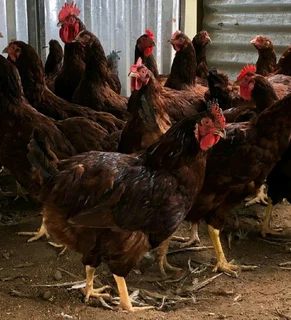 Four Weeks Old Rhode Island Red Chicks For Sale