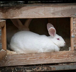 Newzealand White Breeding Stock Available