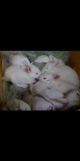 Meat Rabbits For Sale