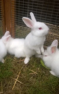 Meat Rabbits For Sale