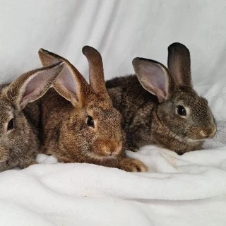 Flemish Giant Rabbits For Sale