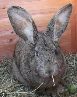 Flemish Giant Rabbits For Sale