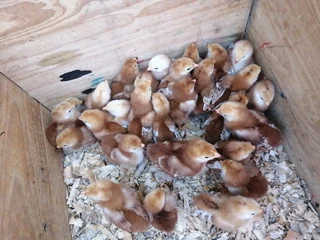 Rhode Island Red Chicks For Sale