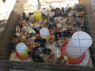 Rhode Island Red Chicks For Sale
