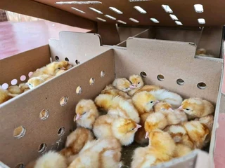 Rhode Island Red Chicks For Sale