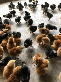 Rhode Island Red Chicks For Sale