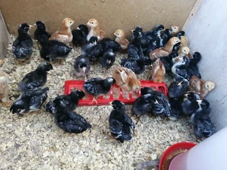 Rhode Island Red Chicks For Sale