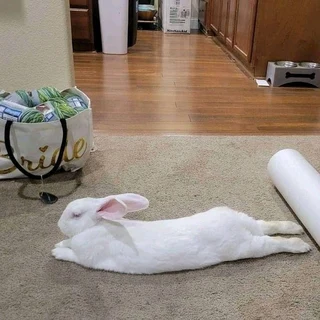 Beautiful Bunnies For Sale