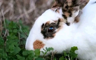 Cute Baby Bunnies For Sale