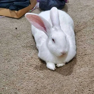 Cute Baby Bunnies For Sale