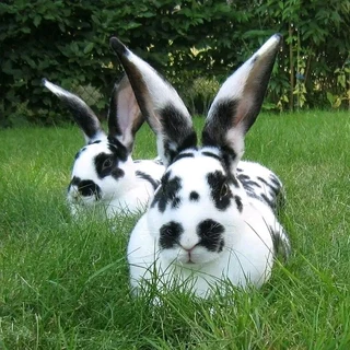 Cute Baby Bunnies For Sale